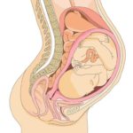 Pregnant graphic